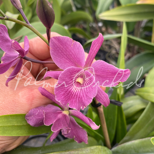 Encyclia — Palmer Orchids